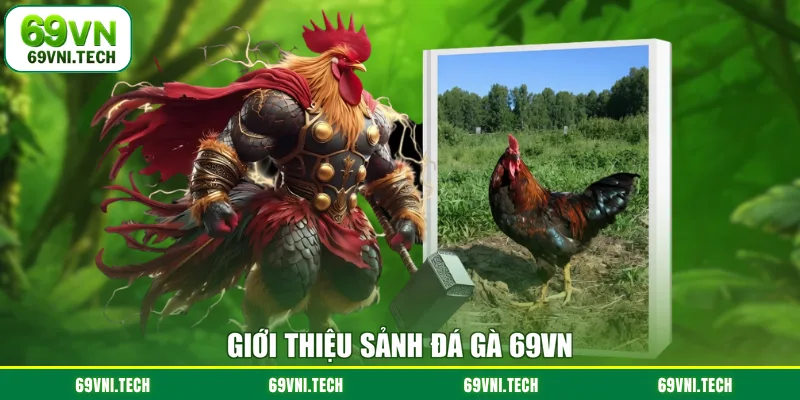 Giới thiệu sảnh đá gà 69VN