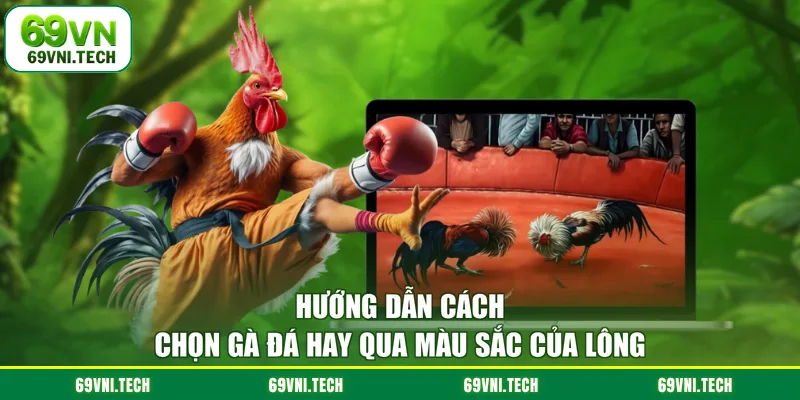 Hướng dẫn cách chọn gà đá hay qua màu sắc của lông